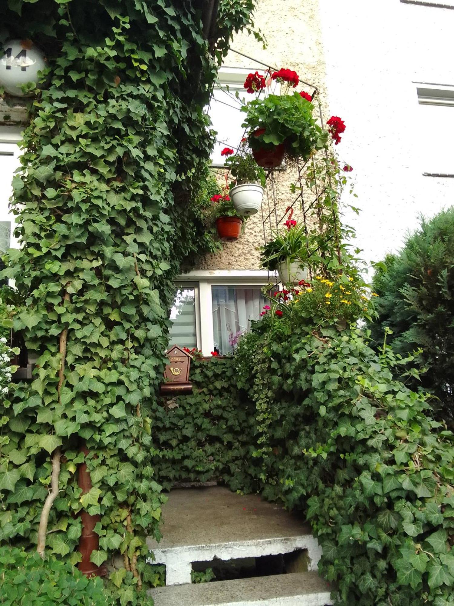 Pod Bluszczem Apartment ชวีโนวิชแจ ห้อง รูปภาพ